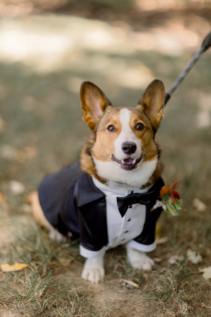 corgi in a custom suit for a fall wedding at mustard seed gardens